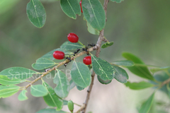 Erythroxylum monogynum